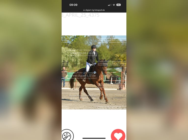 Zangersheide Caballo castrado 9 años 172 cm Alazán-tostado in Kisdorf