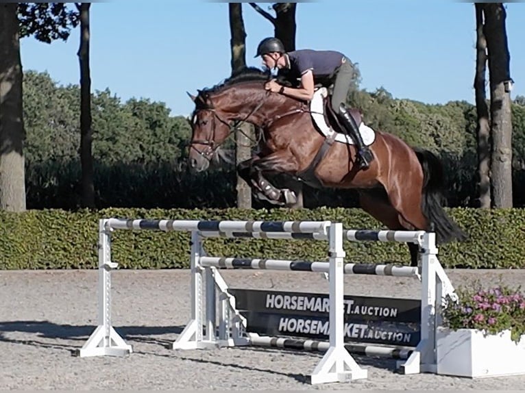Zangersheide Caballo castrado 9 años 172 cm Castaño in Waddinxveen