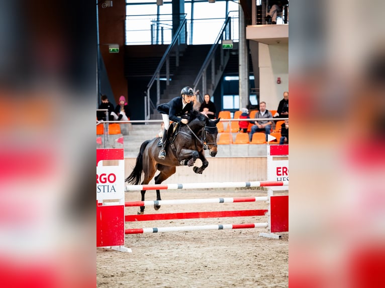 Zangersheide Caballo castrado 9 años 173 cm Castaño in radziejów