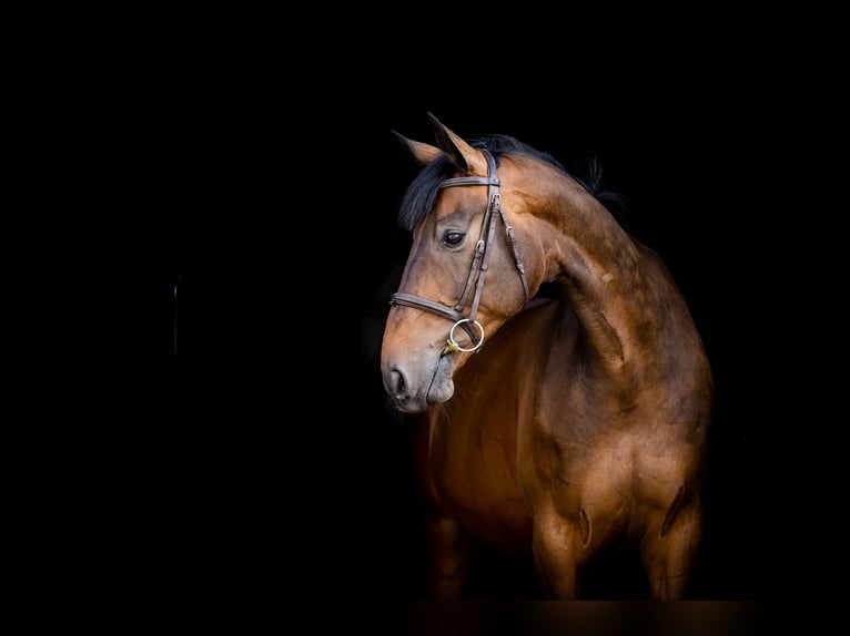 Zangersheide Caballo castrado 9 años 173 cm Castaño in radziejów