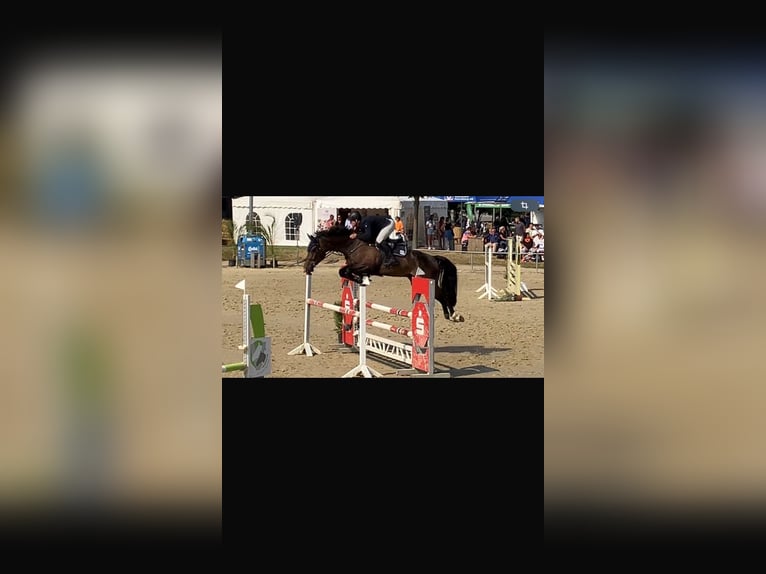Zangersheide Caballo castrado 9 años 173 cm Castaño oscuro in Waldfeucht