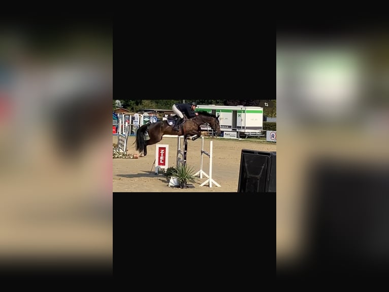 Zangersheide Caballo castrado 9 años 173 cm Castaño oscuro in Waldfeucht