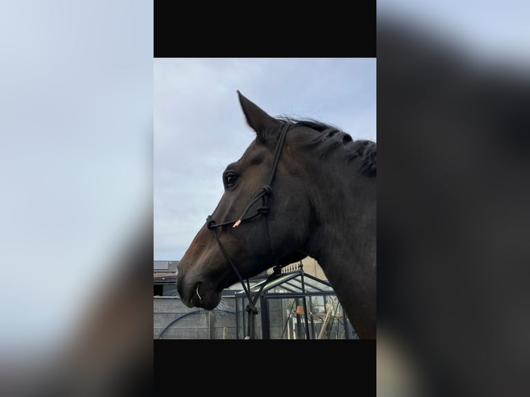 Zangersheide Caballo castrado 9 años 173 cm Castaño oscuro in Waldfeucht