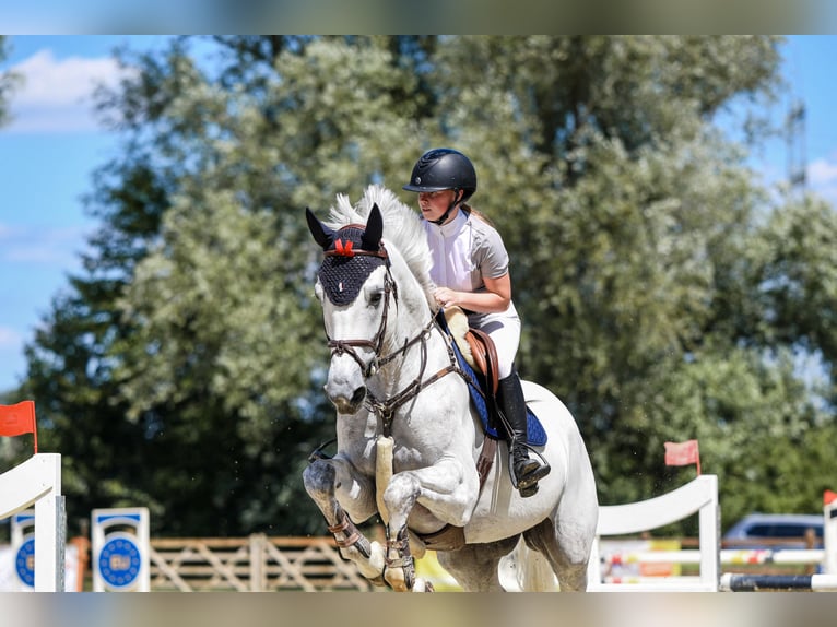 Zangersheide Caballo castrado 9 años 173 cm Tordo in Wadern