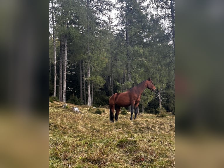 Zangersheide Caballo castrado 9 años 175 cm Castaño in Ermensee