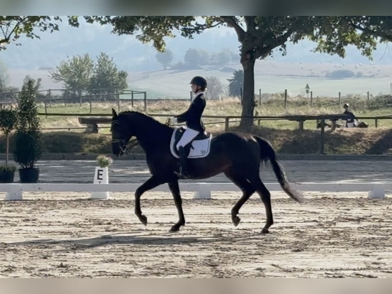 Zangersheide Caballo castrado 9 años 175 cm Negro in Niederkassel