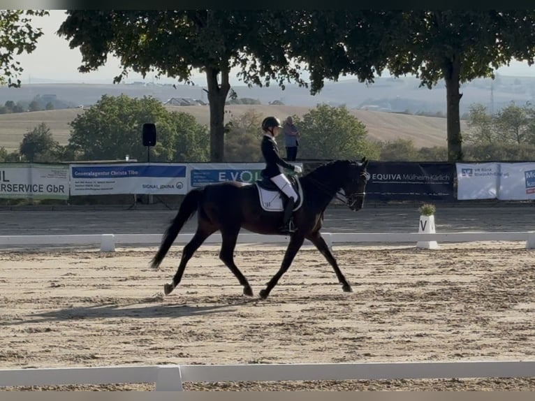 Zangersheide Caballo castrado 9 años 175 cm Negro in Niederkassel