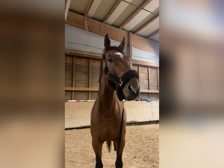 Zangersheide Caballo castrado 9 años 176 cm Castaño in Haßloch