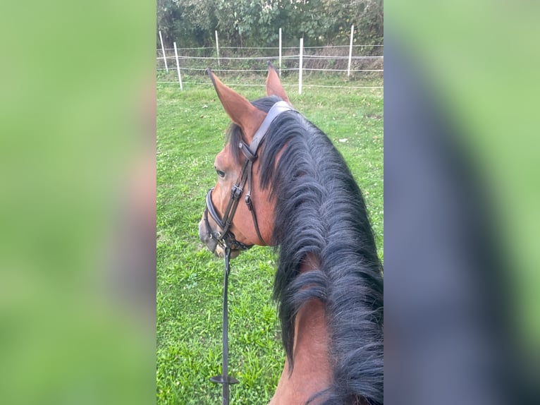 Zangersheide Caballo castrado 9 años 176 cm Castaño in Haßloch