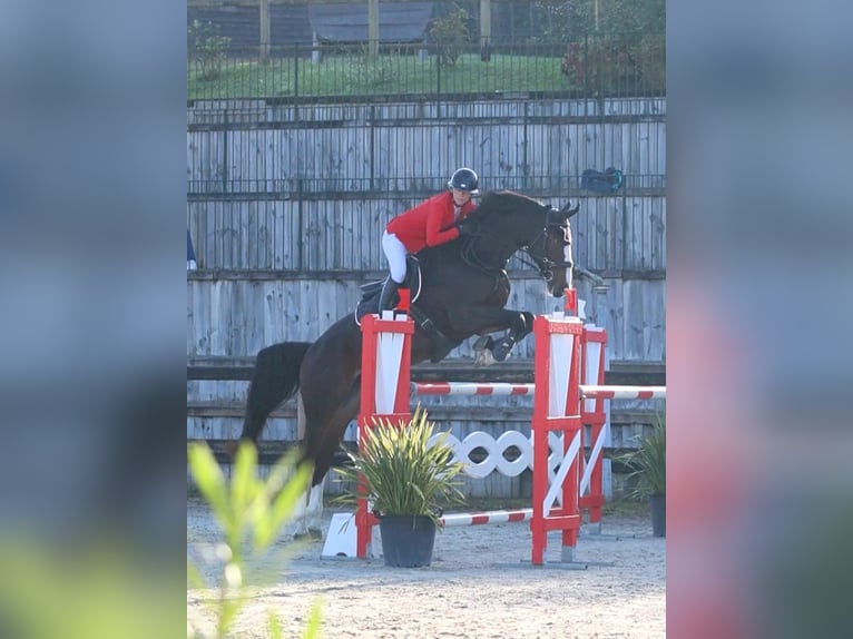 Zangersheide Caballo castrado 9 años 177 cm Morcillo in Pau