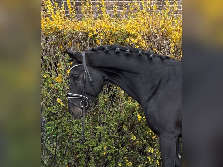 Zangersheide Caballo castrado 9 años 177 cm Negro in Niederkassel