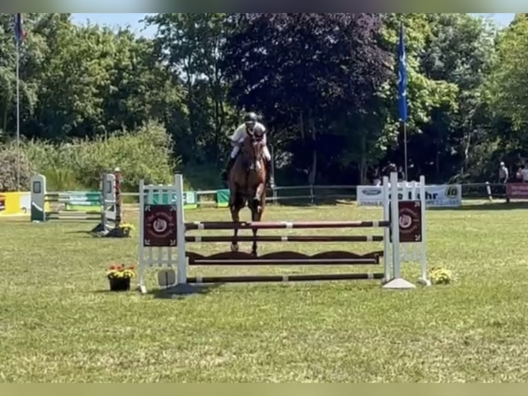 Zangersheide Caballo castrado 9 años 178 cm Castaño in Hagenow