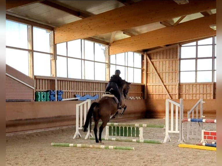 Zangersheide Caballo castrado 9 años 178 cm Castaño in Hagenow