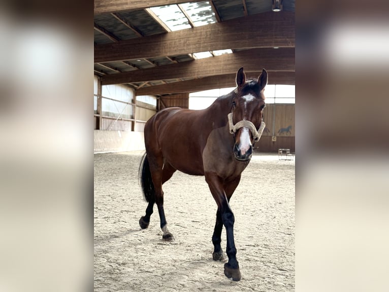 Zangersheide Caballo castrado 9 años 178 cm Castaño in Hagenow