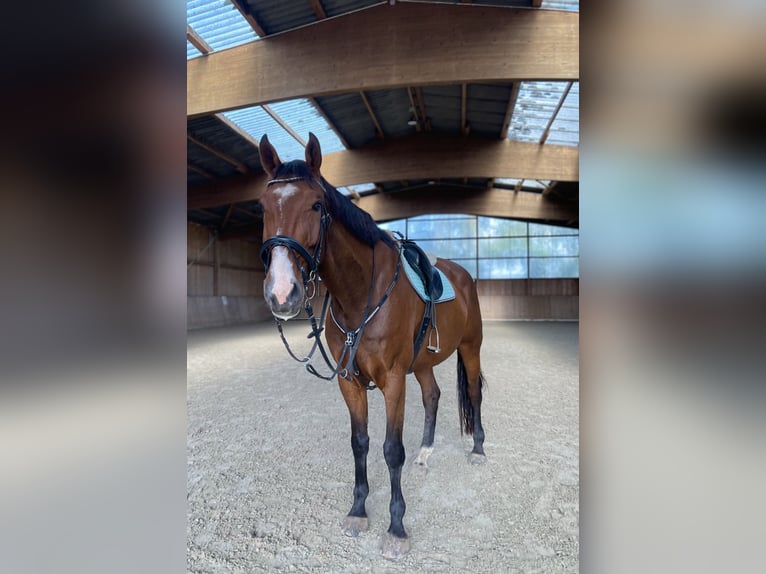 Zangersheide Caballo castrado 9 años 178 cm Castaño in Hagenow