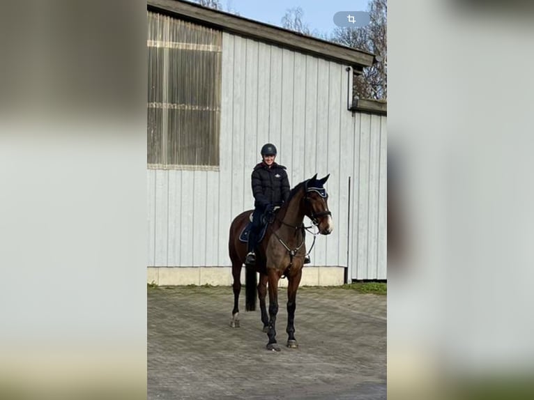 Zangersheide Caballo castrado 9 años 178 cm Castaño in Hagenow