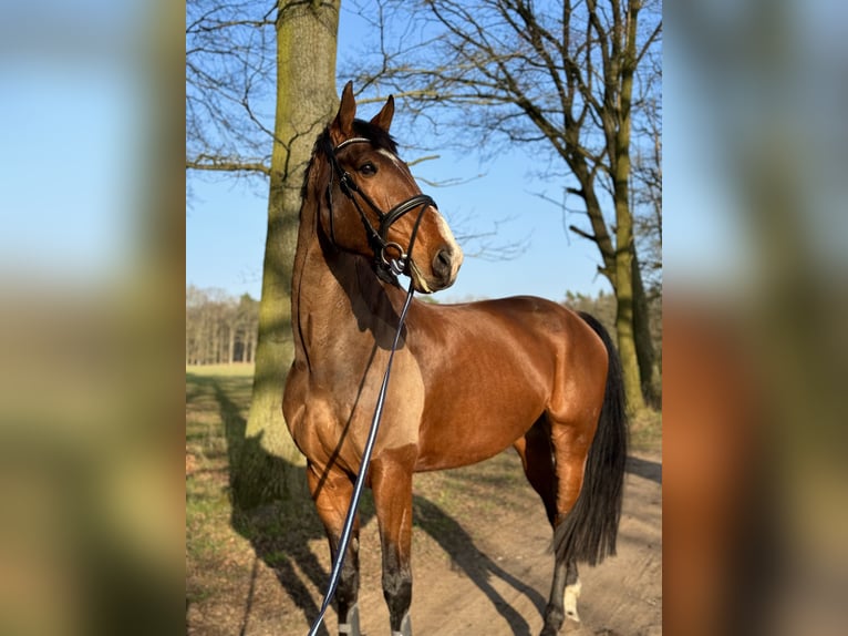 Zangersheide Caballo castrado 9 años 178 cm Castaño in Hagenow