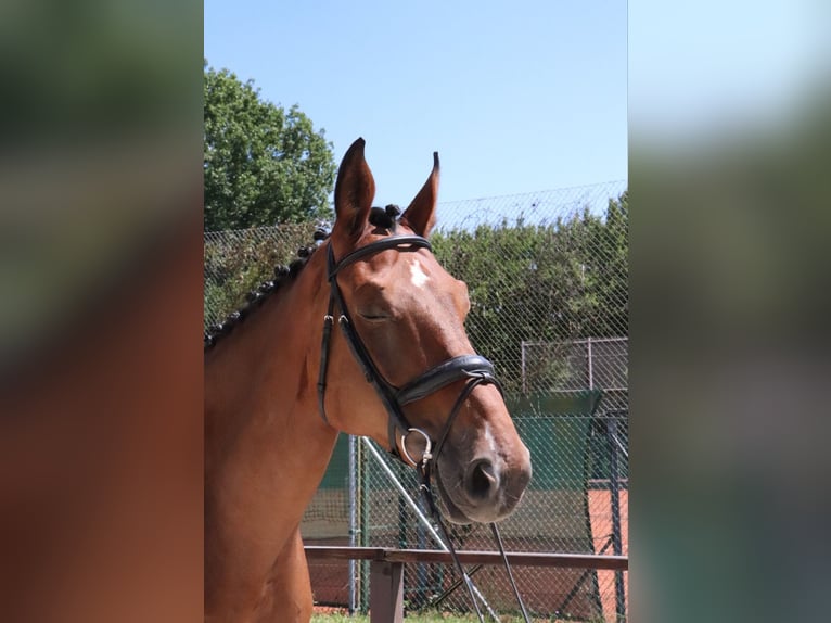 Zangersheide Caballo castrado 9 años 181 cm Castaño in W&#xFC;rzburg