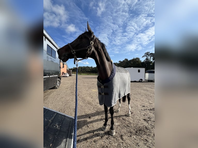 Zangersheide Caballo castrado 9 años 183 cm Castaño oscuro in Lanaken