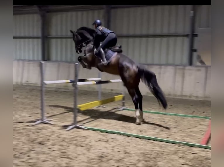 Zangersheide Caballo castrado 9 años 183 cm Castaño oscuro in Veldwezelt