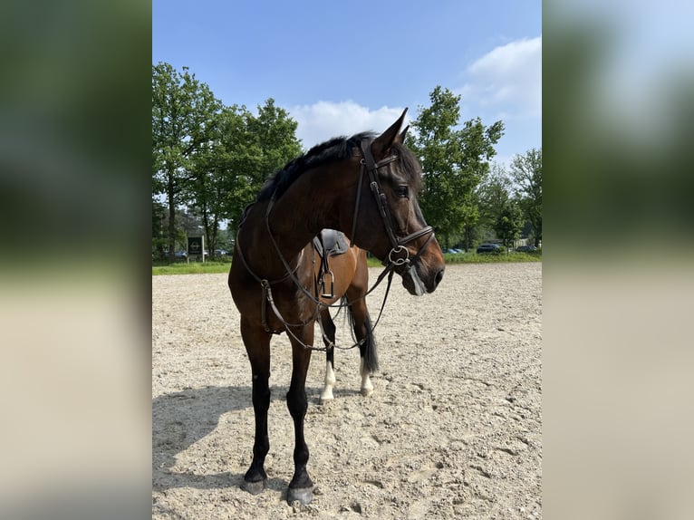 Zangersheide Caballo castrado 9 años 183 cm Castaño oscuro in Veldwezelt