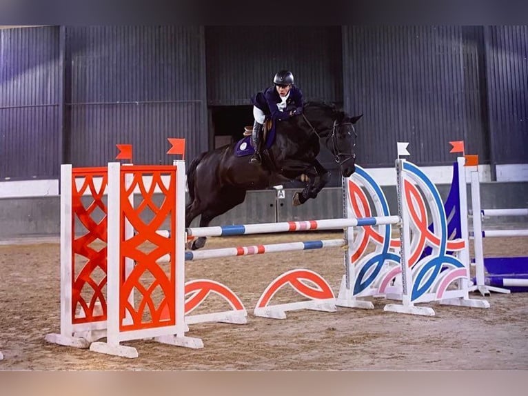 Zangersheide Caballo castrado 9 años Negro in Wortegem-Petegem