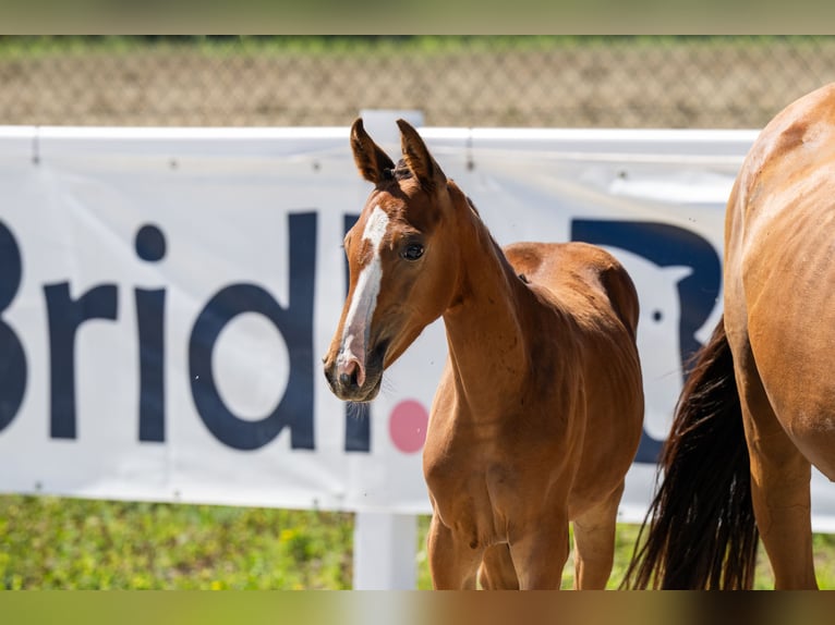 Zangersheide Caballo castrado Potro (01/2026) 130 cm Castaño rojizo in Cazma