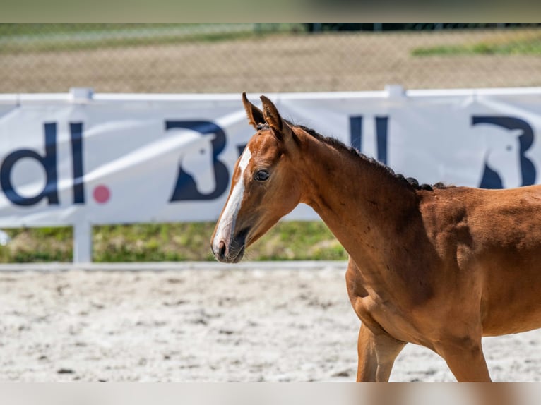 Zangersheide Caballo castrado Potro (01/2026) 130 cm Castaño rojizo in Cazma