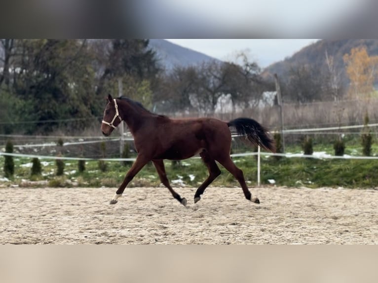 Zangersheide Caballo castrado  in Slovakia