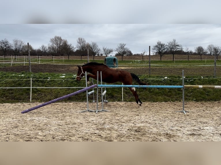 Zangersheide Caballo castrado  in Slovakia