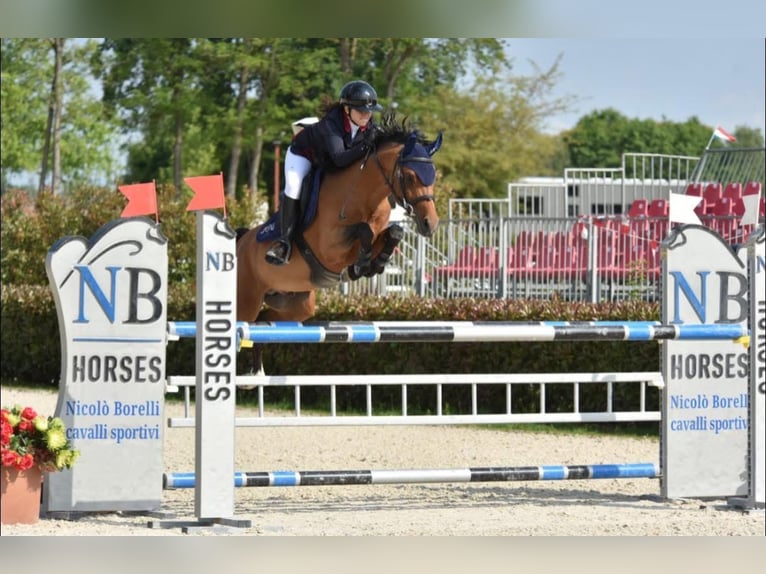 Zangersheide Castrone 10 Anni 148 cm Baio in Grenoble