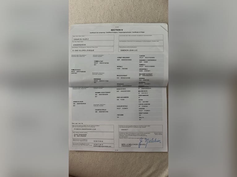 Zangersheide Castrone 10 Anni 167 cm Baio in Trooz