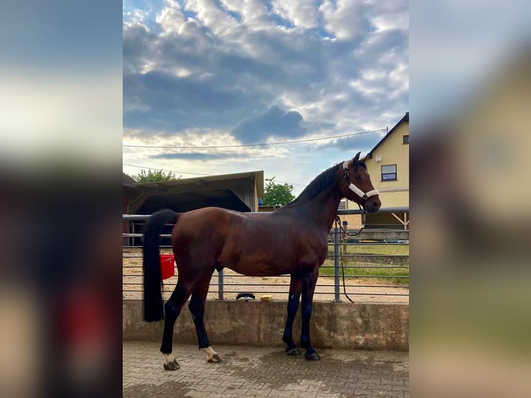 Zangersheide Castrone 10 Anni 167 cm Baio in Ensch