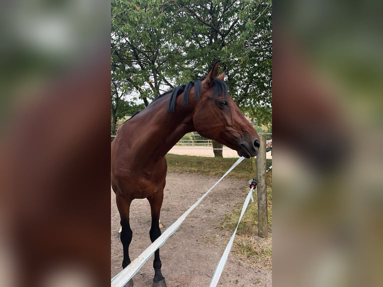 Zangersheide Castrone 10 Anni 167 cm Baio in Ensch