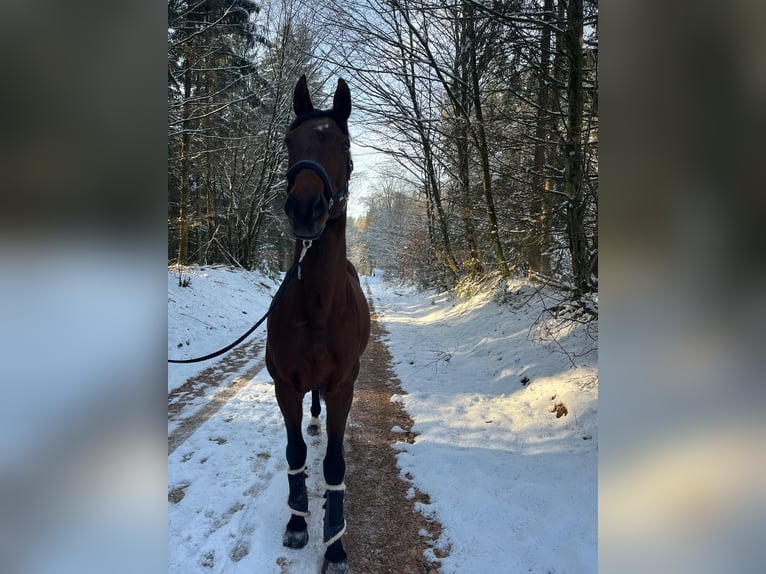 Zangersheide Castrone 10 Anni 167 cm Baio in Ensch