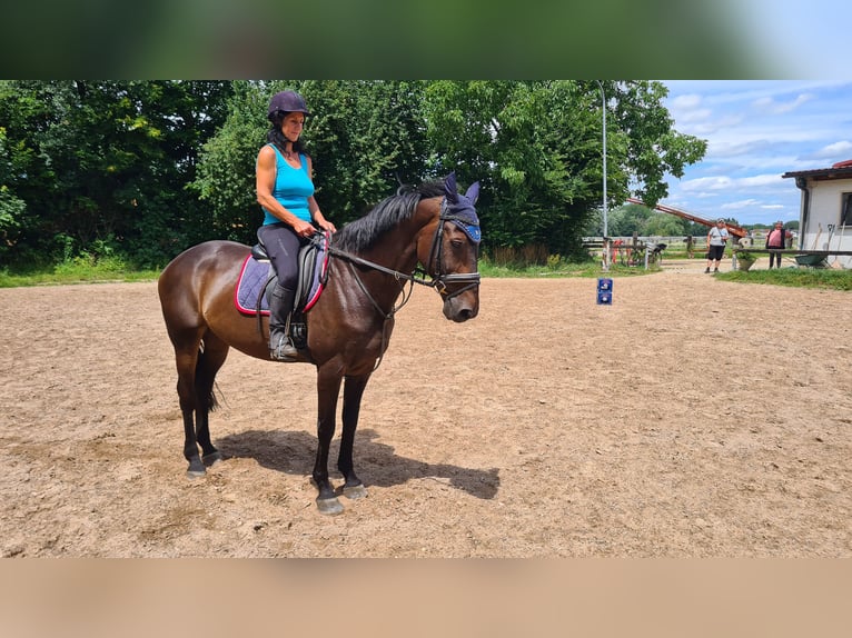 Zangersheide Castrone 10 Anni 167 cm Baio scuro in Neuburg an der Donau