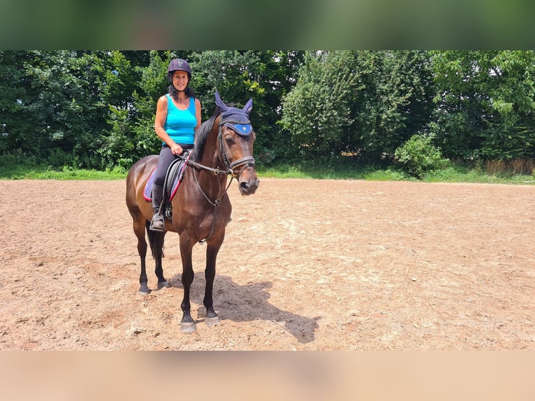 Zangersheide Castrone 10 Anni 167 cm Baio scuro in Neuburg an der Donau