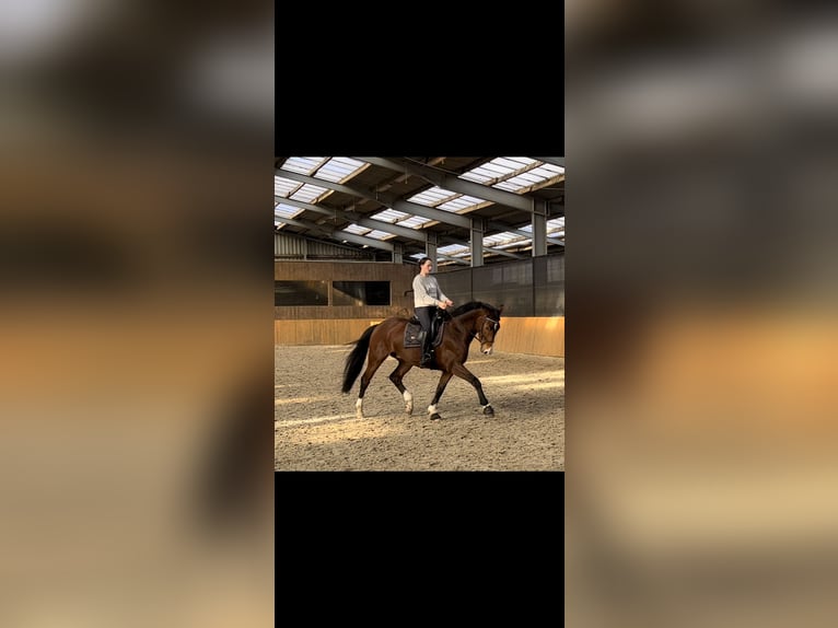 Zangersheide Castrone 10 Anni 168 cm Baio in Barßel