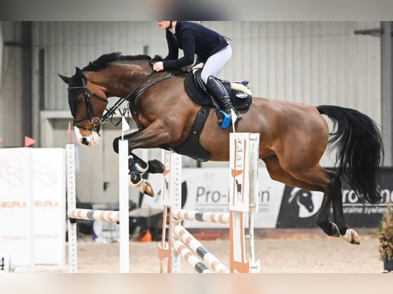 Zangersheide Castrone 10 Anni 168 cm Baio ciliegia in Warshaw