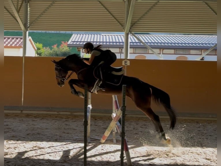 Zangersheide Castrone 10 Anni 168 cm Baio scuro in Invorio