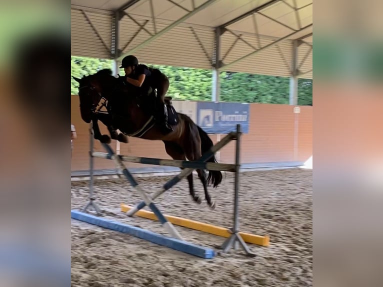 Zangersheide Castrone 10 Anni 170 cm Baio scuro in Invorio