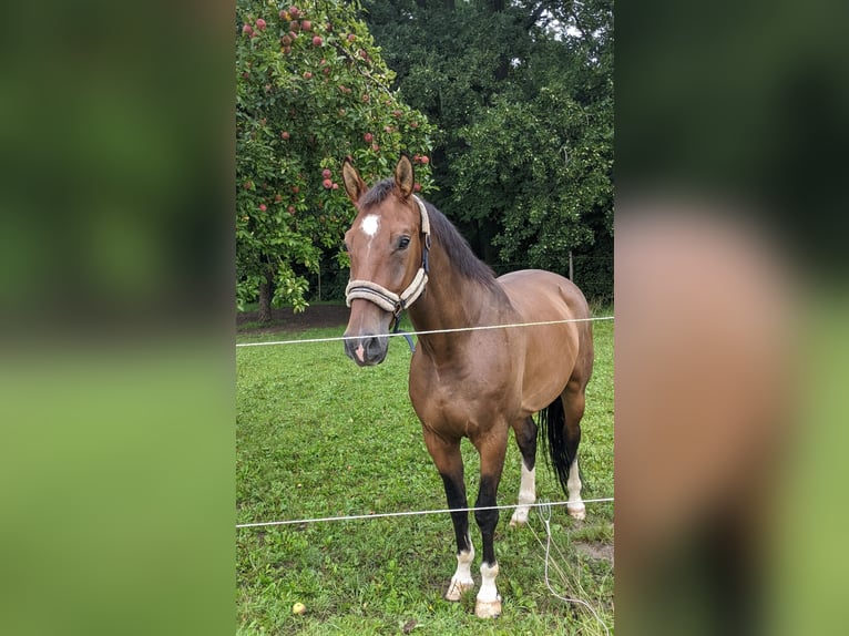 Zangersheide Castrone 10 Anni 172 cm Baio in Hohentengen