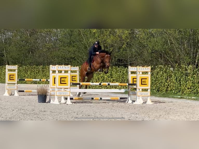 Zangersheide Castrone 10 Anni 173 cm Baio scuro in Sint-Niklaas