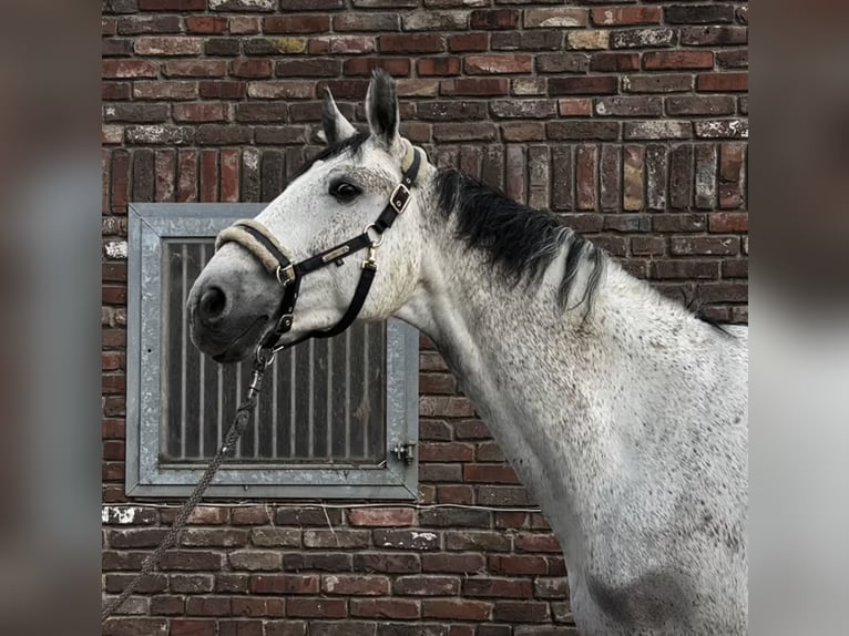 Zangersheide Castrone 10 Anni 173 cm Grigio pezzato in Grevenbroich