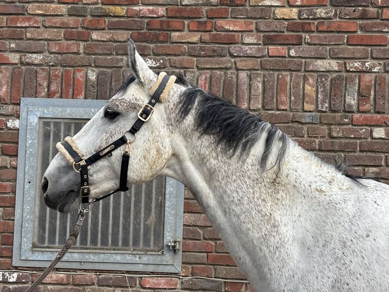 Zangersheide Castrone 10 Anni 173 cm Grigio pezzato in Grevenbroich