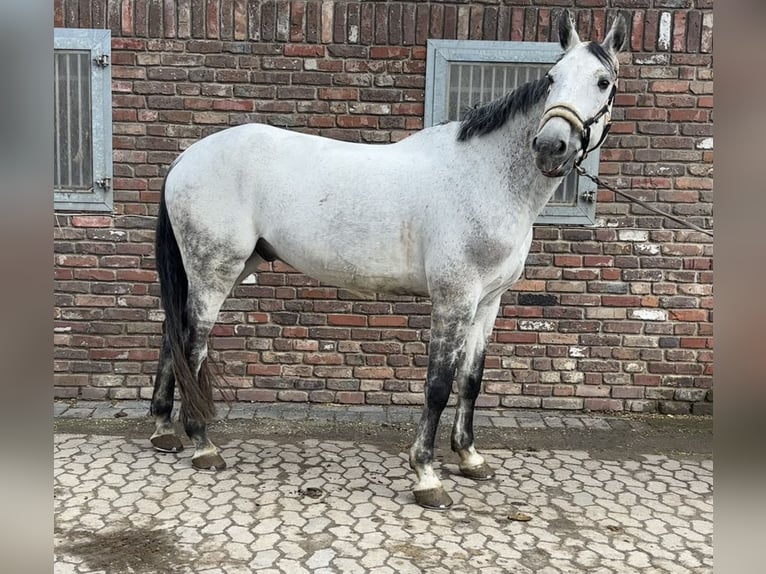 Zangersheide Castrone 10 Anni 173 cm Grigio pezzato in Grevenbroich