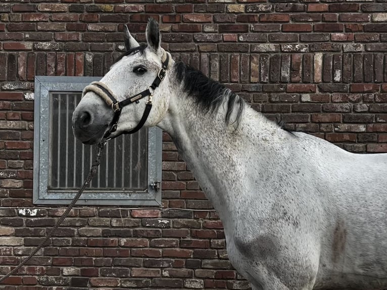 Zangersheide Castrone 10 Anni 173 cm Grigio pezzato in Grevenbroich