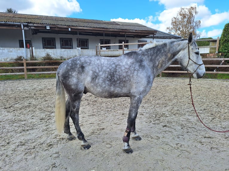 Zangersheide Castrone 10 Anni 173 cm Grigio pezzato in Overijse