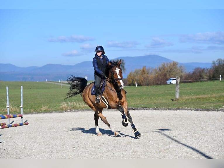 Zangersheide Castrone 10 Anni 175 cm Baio in Schopfheim