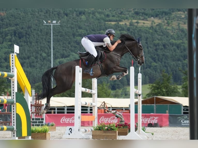 Zangersheide Castrone 10 Anni 178 cm Morello in Madrid